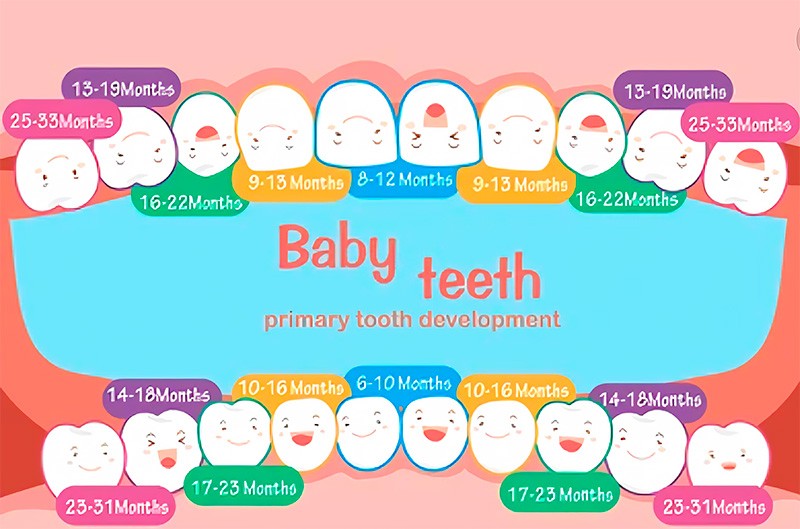Mapa dental bebé Mapa dental bebé